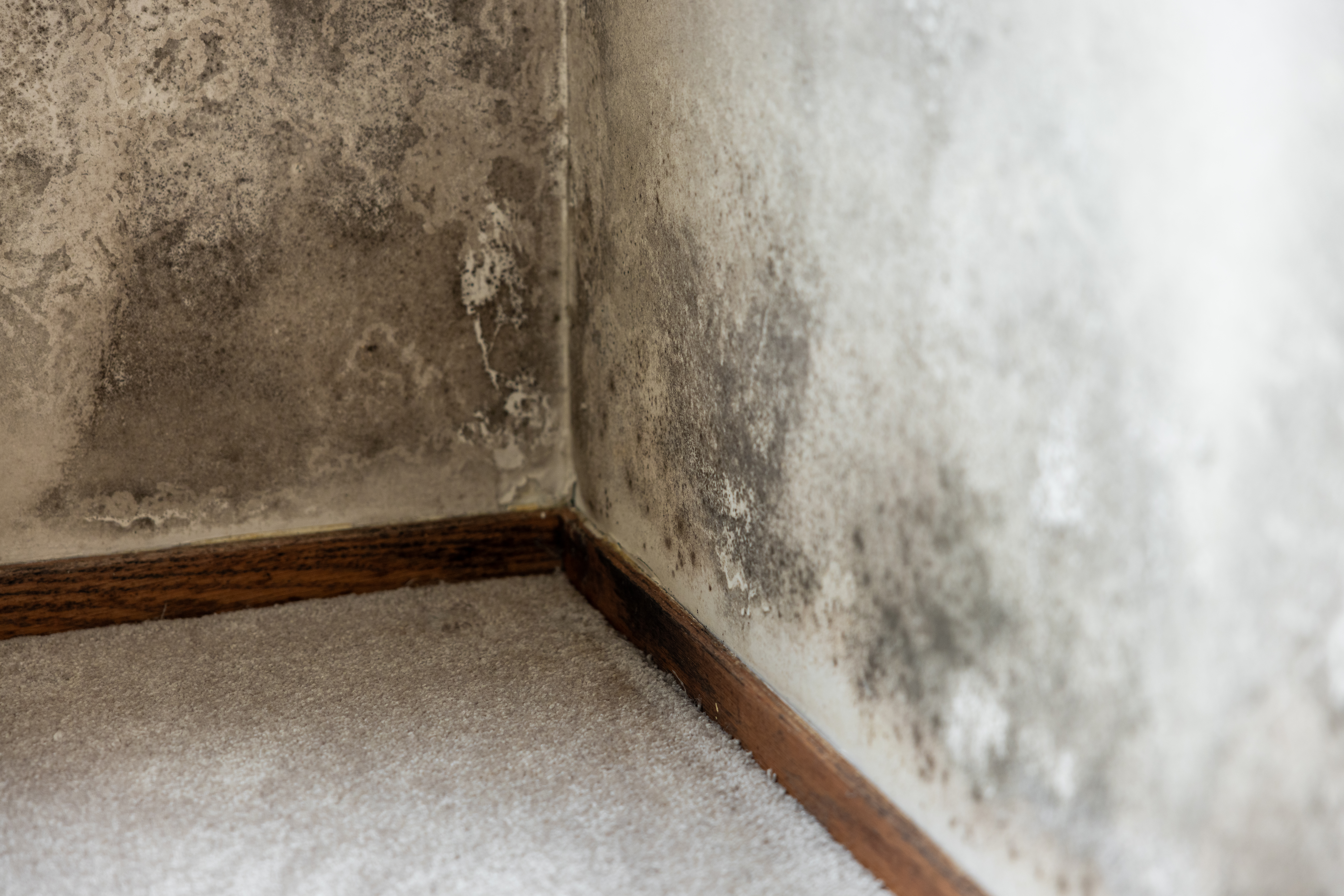 GeoBrix Mold Repair and Rebuild project in North New Jersey